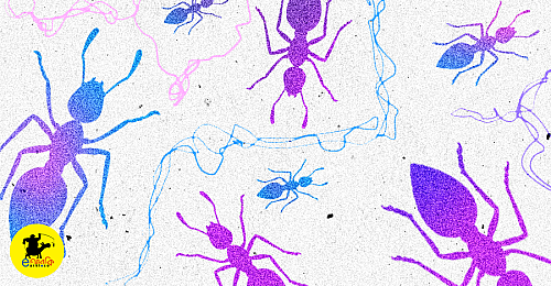 denge piprar montobbo