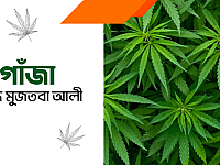 সৈয়দ সাহেব যেভাবে গাঁজার গুল দিতে উপদেশ দিয়েছেন