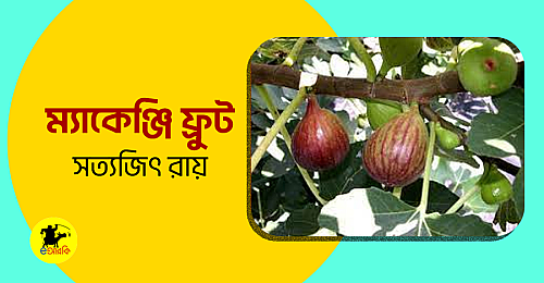 ম্যাকেঞ্জি-ফ্রুট