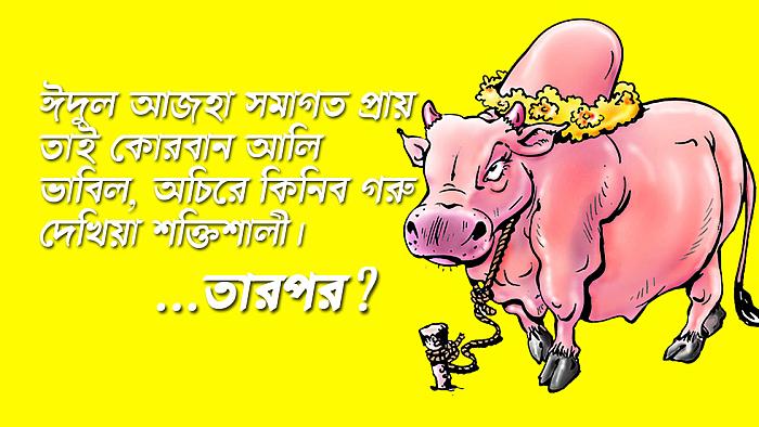 কোরবান আলির কোরবানির গরু