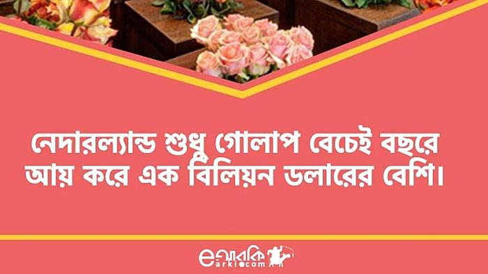 গোলাপ সম্পর্কিত এমন ৭টি মজার ফ্যাক্ট যা আপনার না জানলেও ক্ষতি নেই