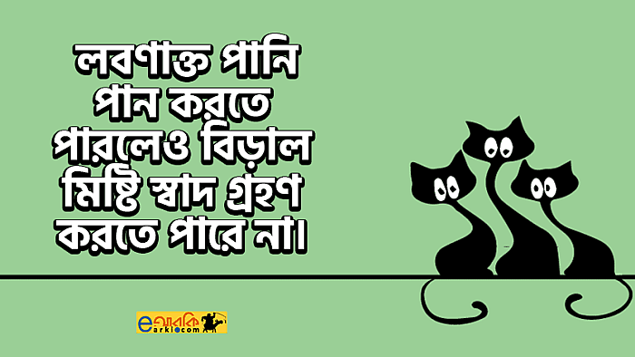 বিড়াল সম্পর্কে এই ১০টি ফ্যাক্ট আপনার জানা আছে কি?