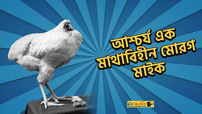 'মাইক দ্য হেডলেস চিকেন' এর মুণ্ডুবিহীন ১৮ মাসের তারকা জীবন