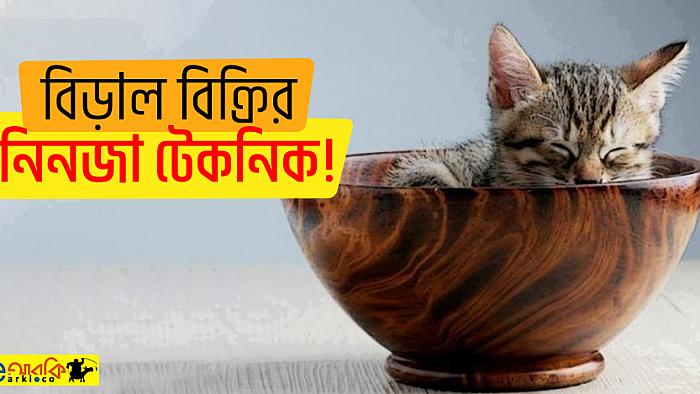 এই বিড়াল বিক্রেতার ব্যবসা-বুদ্ধিতে আপনি মুগ্ধ না হয়ে পারবেন না