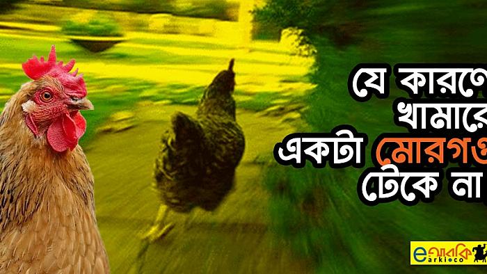 যে কারণে মুরগির খামারে একটা নতুন মোরগও টেকে না!