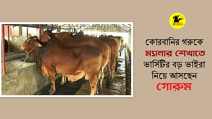 গরুকে ম্যানার শেখাতে আসছে ভার্সিটির পলিটিক্যাল বড় ভাইদের স্টার্টআপ 'গোরুম'