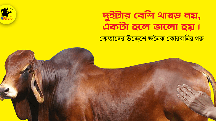 দুইটার বেশি থাপ্পড় নয়, একটা হলে ভালো হয়: ক্রেতার উদ্দেশে জনৈক কোরবানির গরু