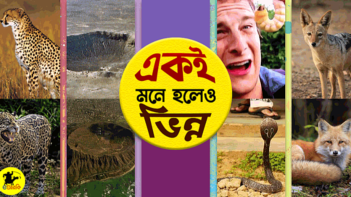 ১০টি প্রাণী বা বিষয় যেগুলো একই মনে হলেও আসলে ভিন্ন
