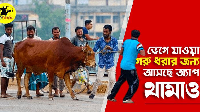 ভেগে যাওয়া গরু ধরার জন্য আসছে অ্যাপ 'থামাও'