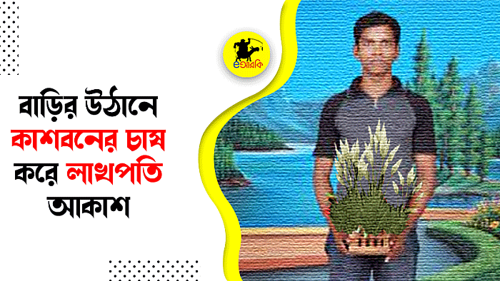 বাড়ির উঠানে কাশবনের চাষ করে লাখপতি আকাশ
