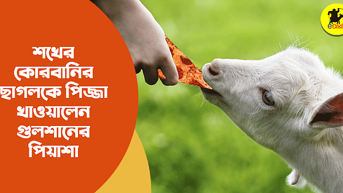 শখের কোরবানির ছাগলকে পিজ্জা খাওয়ালেন গুলশানের পিয়াশা