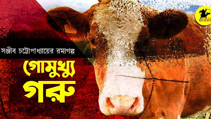 গোমুখ্যু গরু