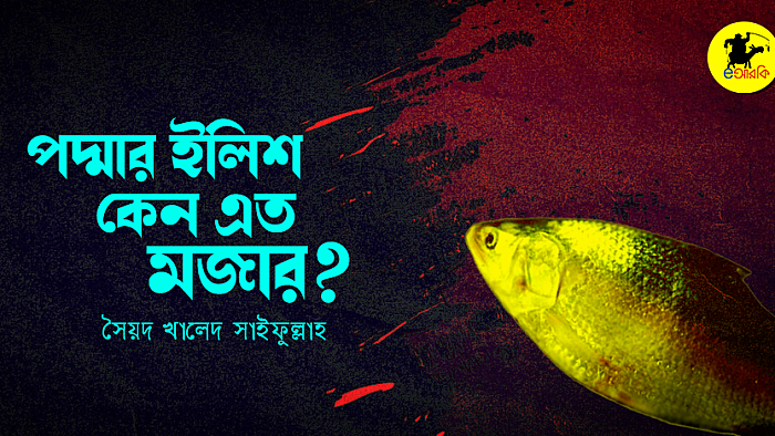 পদ্মার ইলিশ কেন এত মজার হয়?