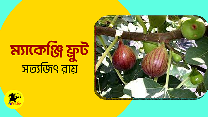 ম্যাকেঞ্জি ফ্রুট