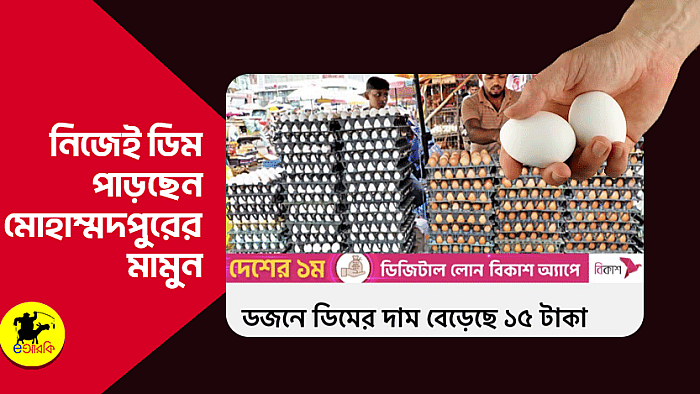 নিজেই ডিম পাড়ছেন মোহাম্মদপুরের মামুন