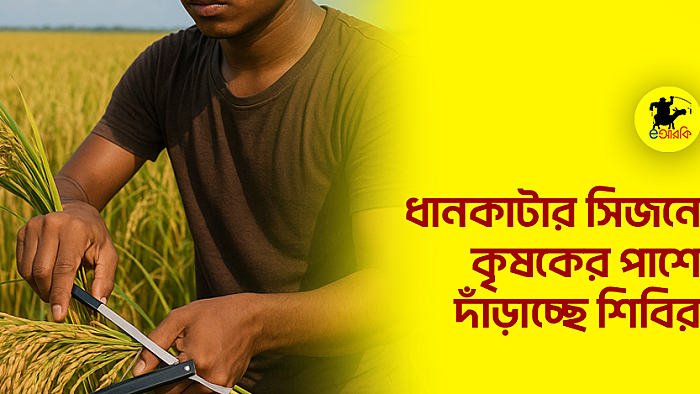ধানকাটার সিজনে কৃষকের পাশে দাঁড়াচ্ছে শিবির