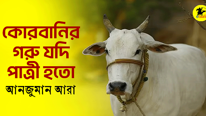 কোরবানির গরু যদি পাত্রী হতো