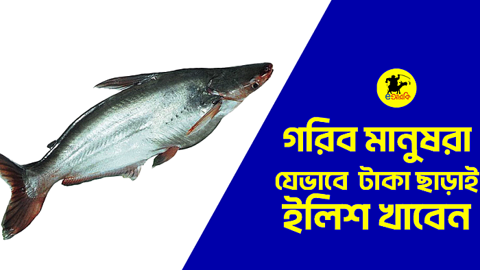 গরিব মানুষরা যেভাবে কম টাকায় ইলিশ খাবেন