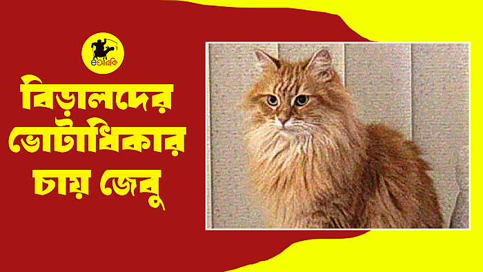 বিড়ালদের ভোটাধিকার চায় জেবু
