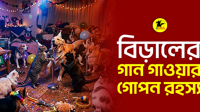 বিড়ালের গান গাওয়ার যে রহস্যটা...