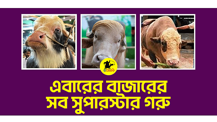 এবারের বাজারের সব সুপারস্টার গরু