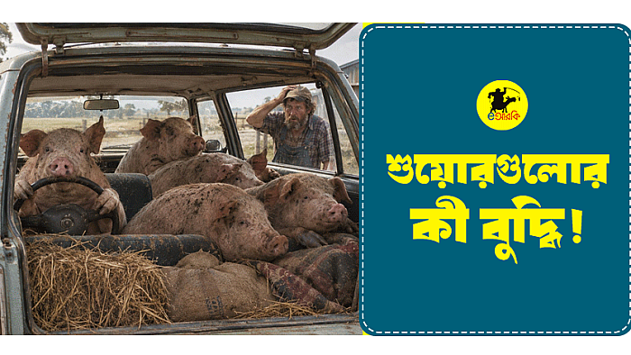 শুয়োরগুলোর কী বুদ্ধি!