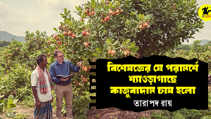 বিশেষজ্ঞের যে পরামর্শে শ্যাওড়াগাছে কাজুবাদাম চাষ হলো